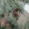 【預購中】經典日檜單方精油 Hinoki Cypress Essential Oil   日本產天然日本檜木/日本扁柏精油