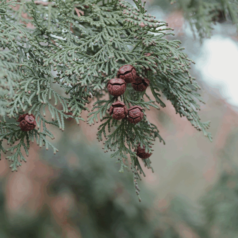 【預購中】經典日檜單方精油 Hinoki Cypress Essential Oil   日本產天然日本檜木/日本扁柏精油