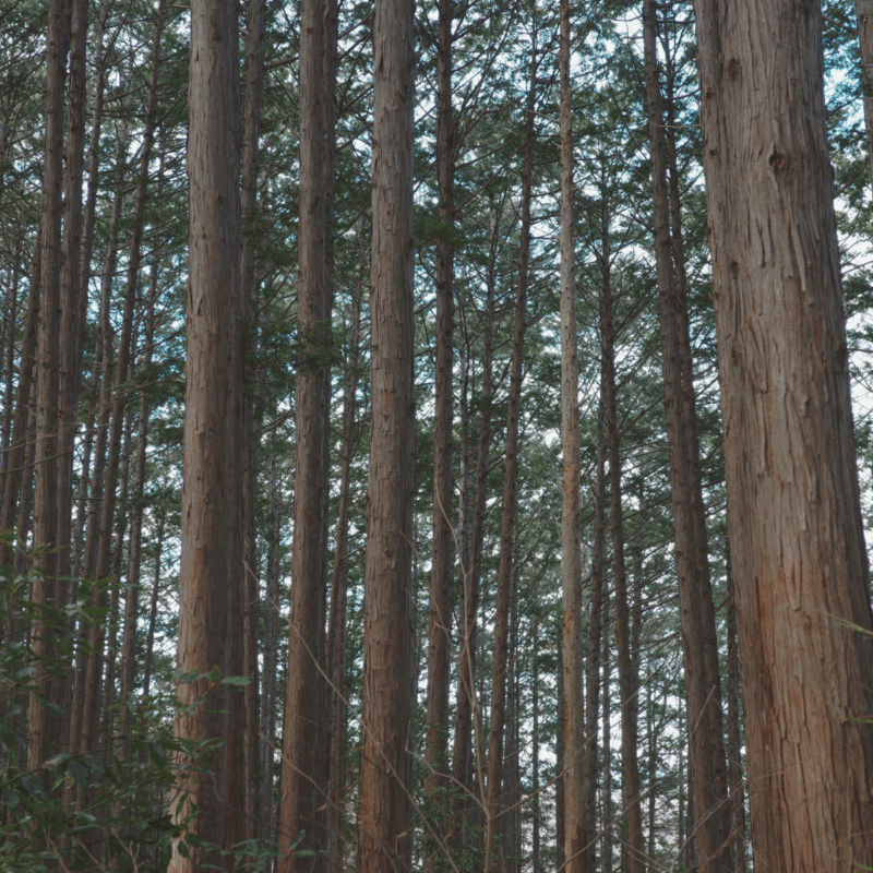 【預購中】經典日檜單方精油 Hinoki Cypress Essential Oil   日本產天然日本檜木/日本扁柏精油